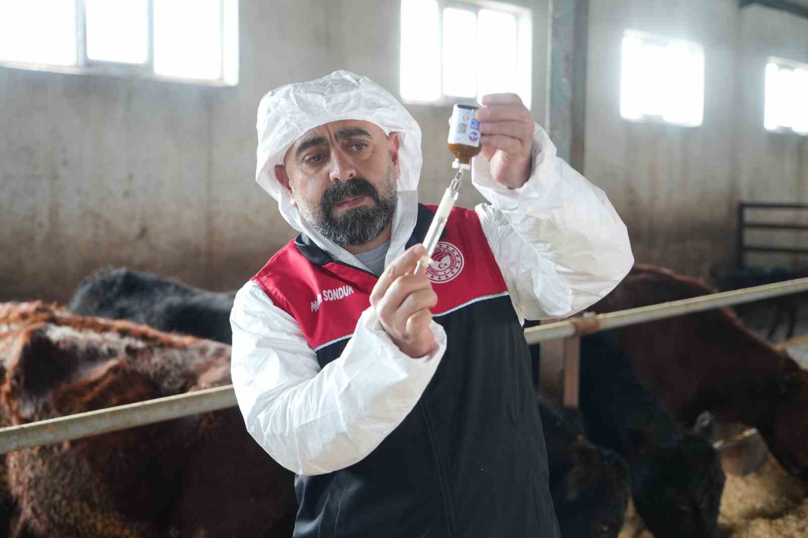 Muş’ta şap ve şarbon aşılama kampanyası başladı
