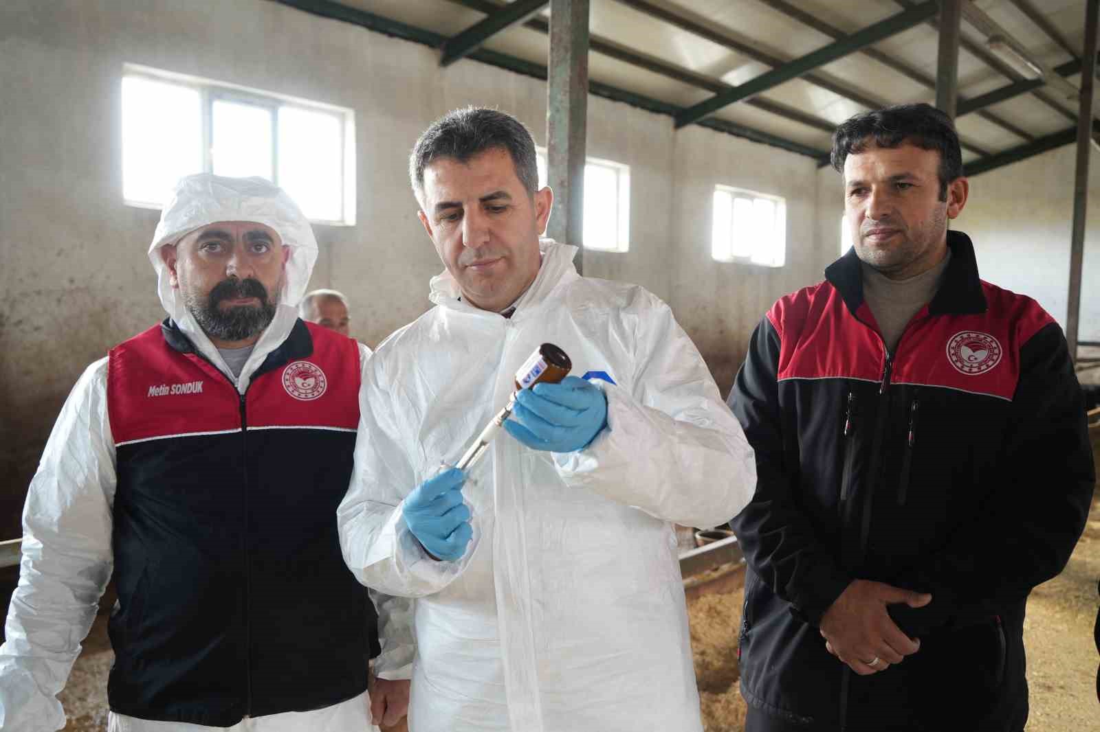 Muş’ta şap ve şarbon aşılama kampanyası başladı
