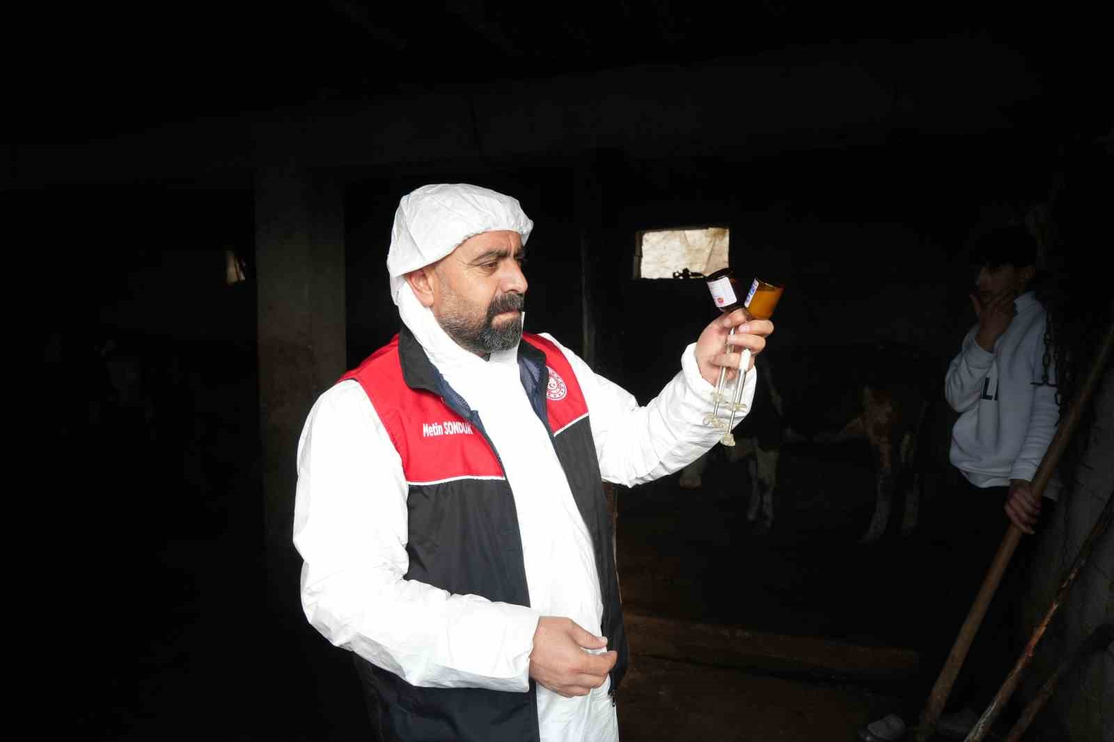 Muş’ta şap ve şarbon aşılama kampanyası başladı
