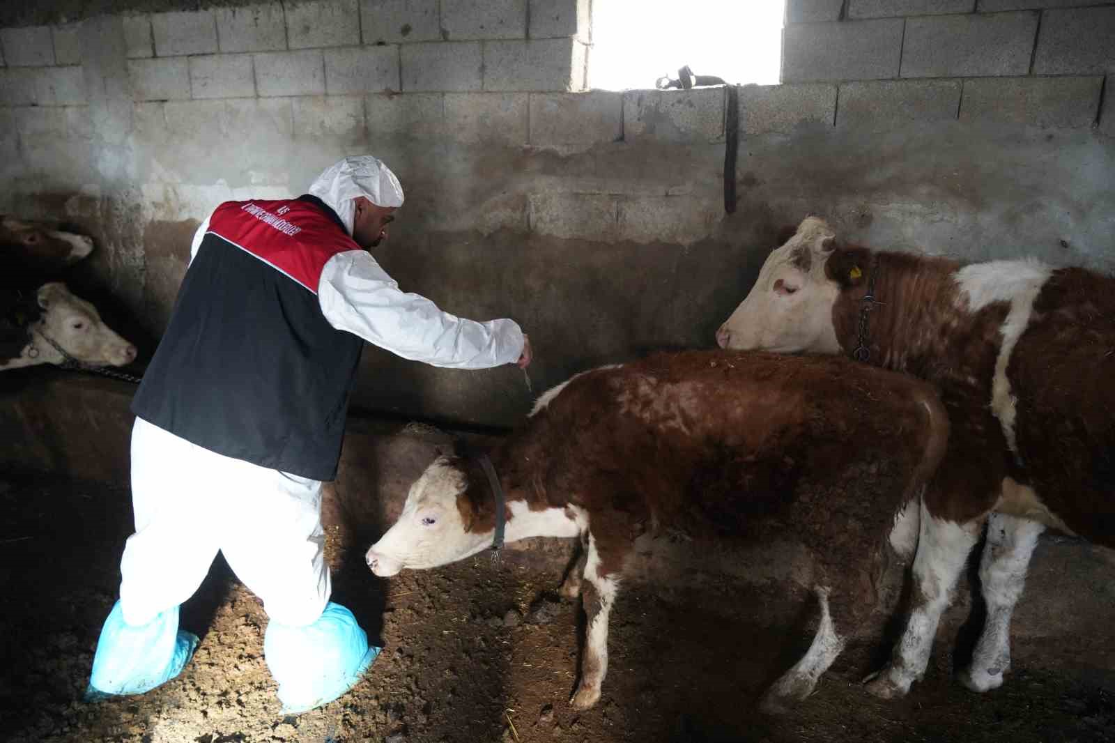 Muş’ta şap ve şarbon aşılama kampanyası başladı
