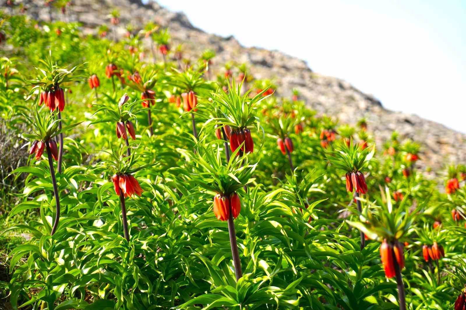 Muş’ta ters laleler açtı
