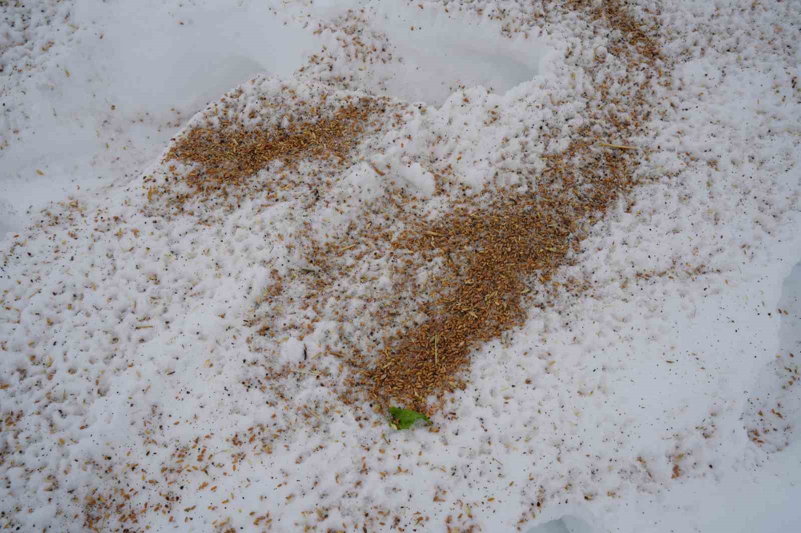 Muş’ta yaban hayvanları için doğaya yem bırakıldı
