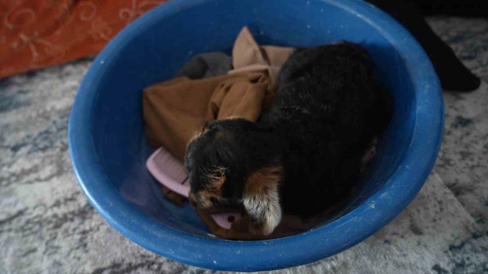 Muş’ta yeni doğan oğlaklara özenli bakım
