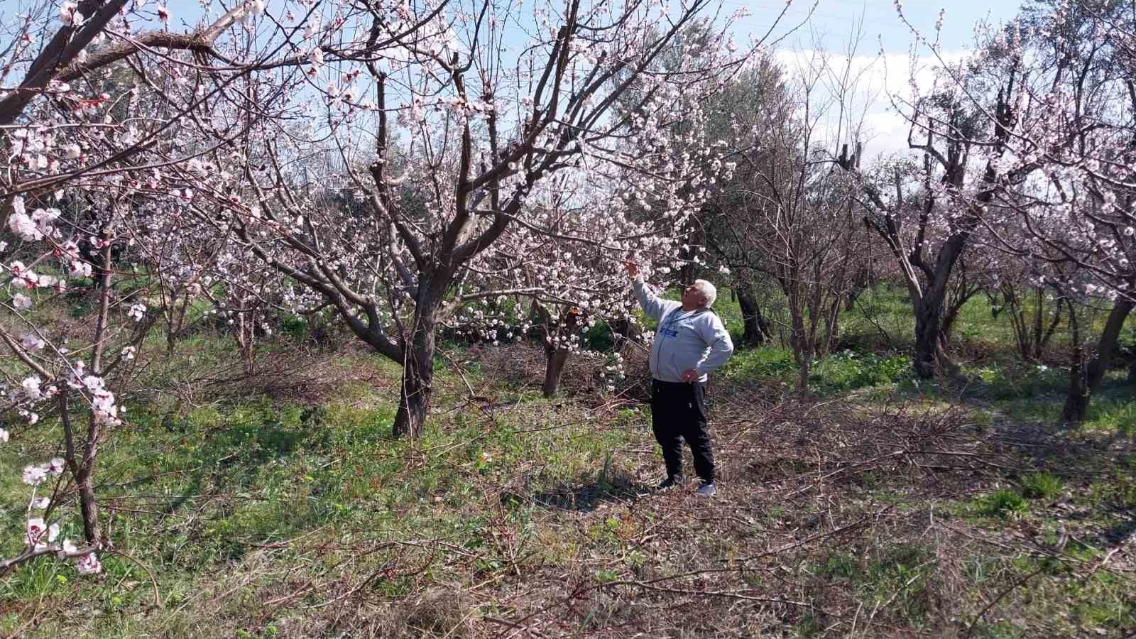 Mut’ta kayısı ağaçları adeta gelinliğe büründü
