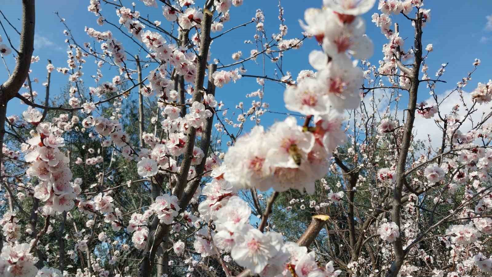 Mut’ta kayısı ağaçları adeta gelinliğe büründü

