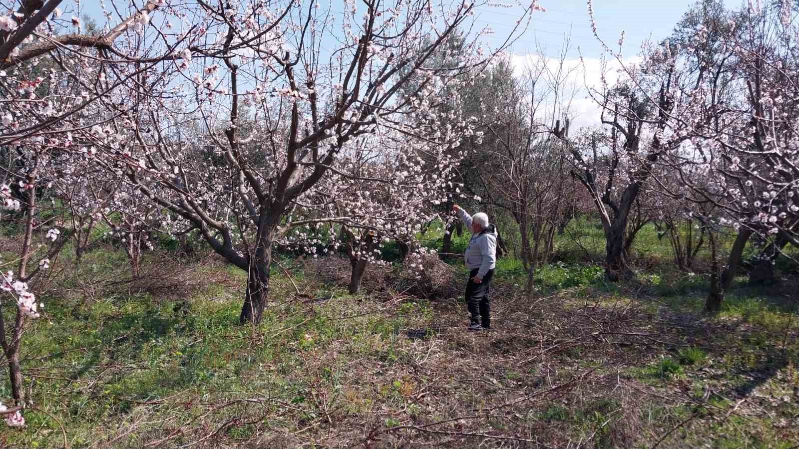 Mut’ta kayısı ağaçları adeta gelinliğe büründü
