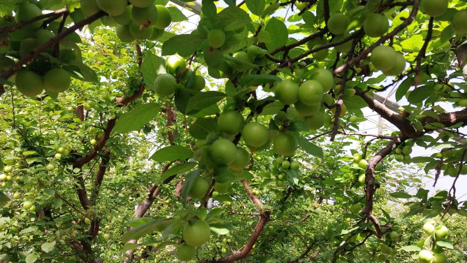 Mut’ta örtü altı erik hasadı başladı
