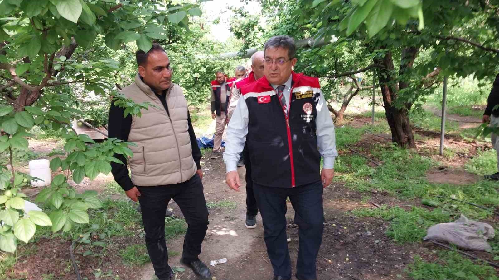 Mut’ta örtü altı erik hasadı başladı
