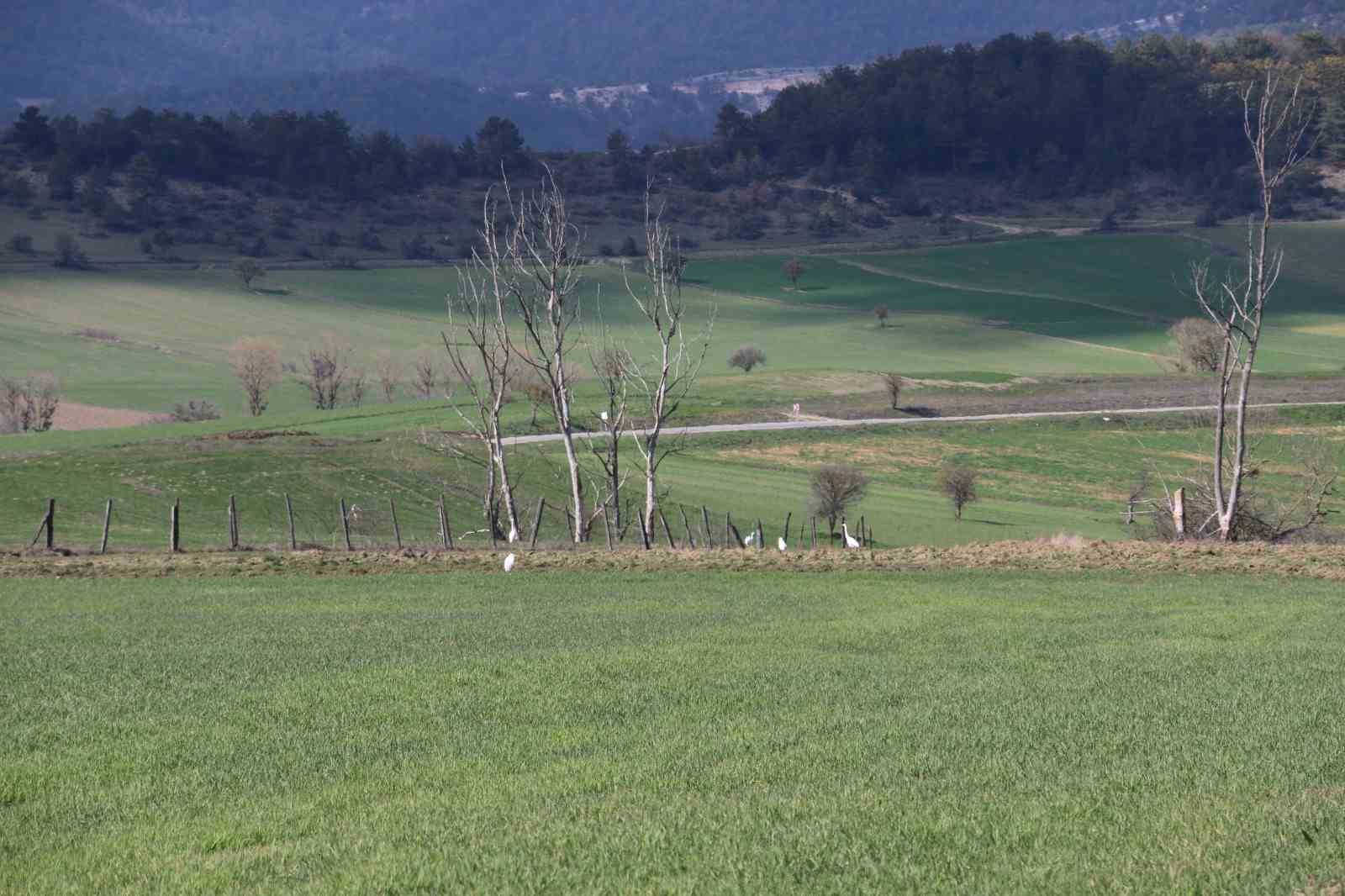 Nadir rastlanan beyaz balıkçıl kuşlar Bolu’da görüntülendi
