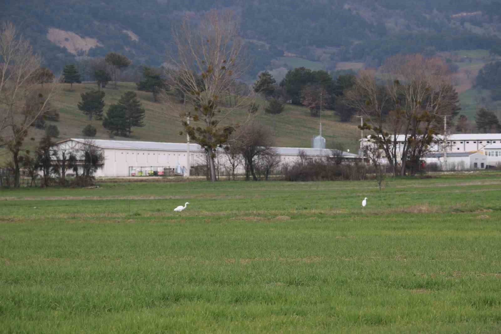 Nadir rastlanan beyaz balıkçıl kuşlar Bolu’da görüntülendi
