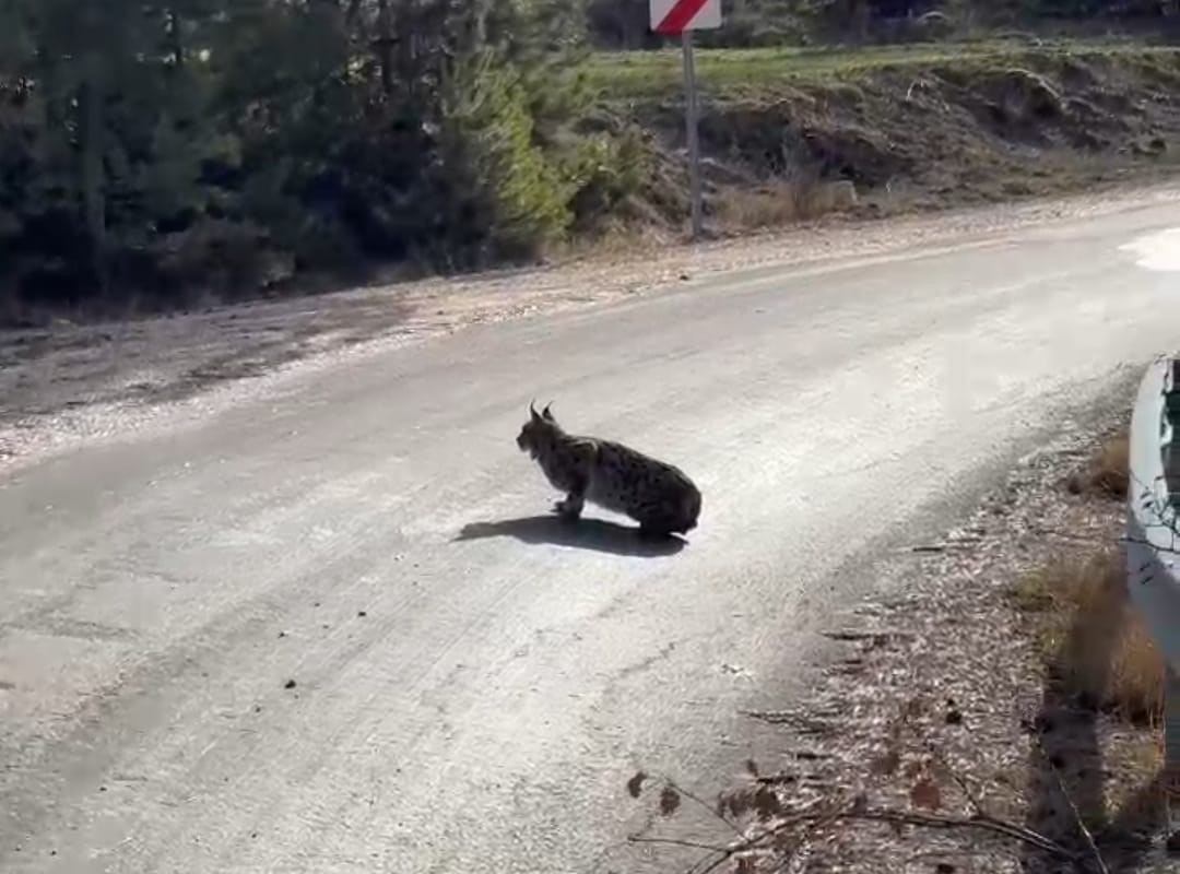 Nallıhan’da nesli tükenmekte olan vaşak görüldü
