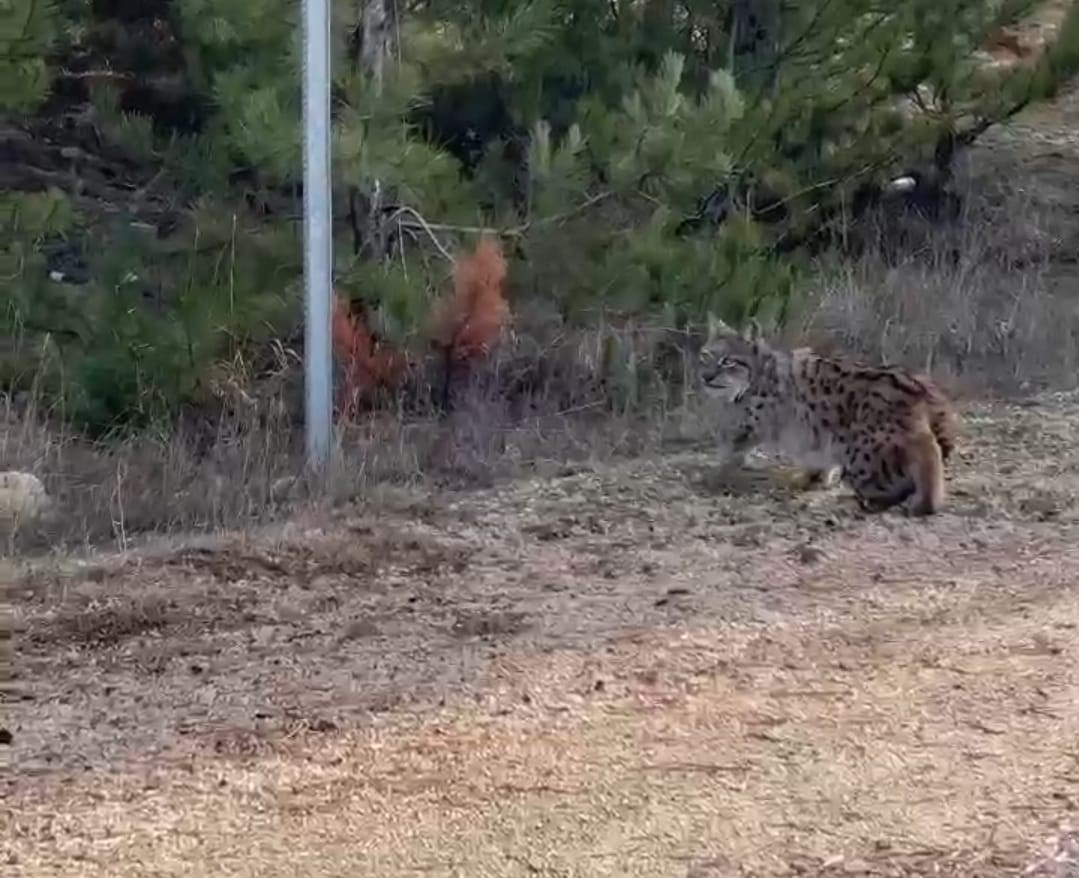 Nallıhan’da nesli tükenmekte olan vaşak görüldü
