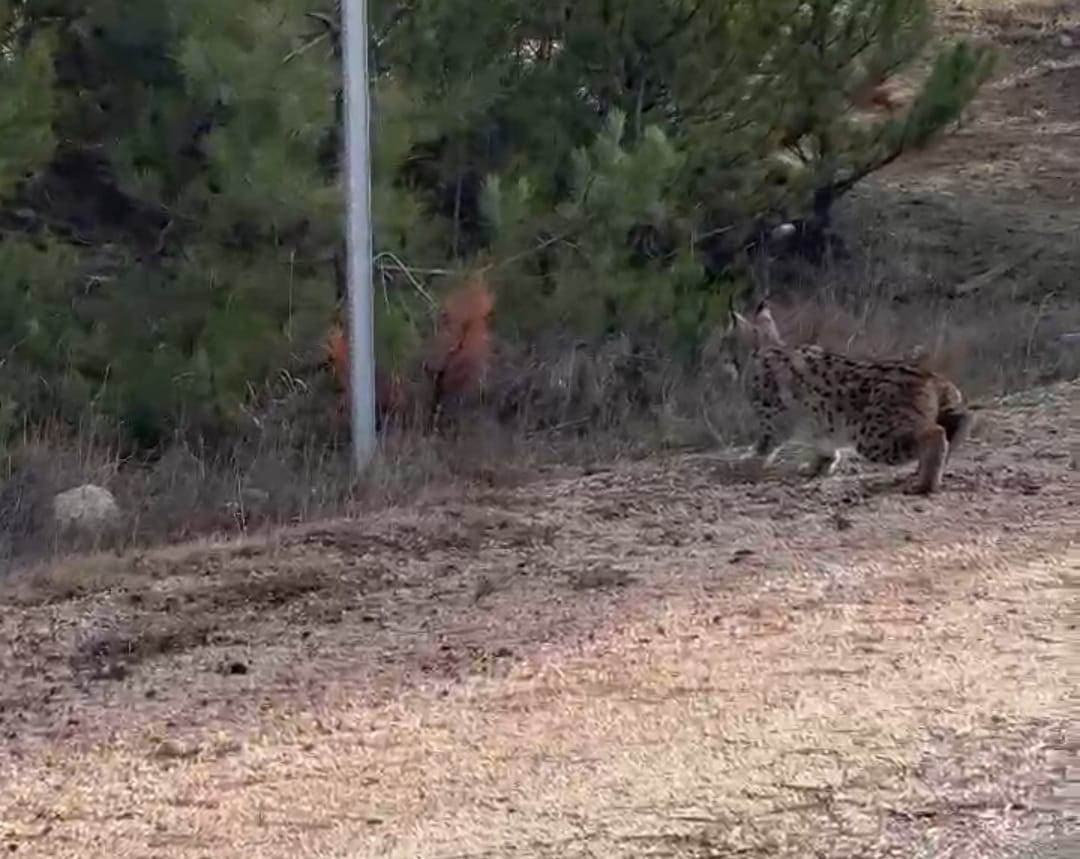 Nallıhan’da nesli tükenmekte olan vaşak görüldü
