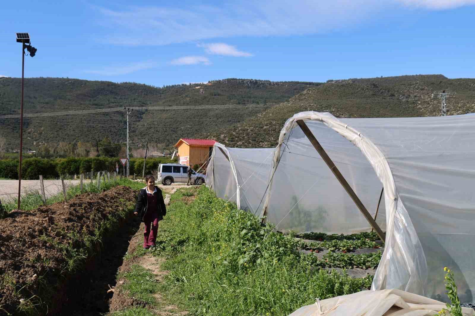 Narenciyeden umduğunu bulamayan üretici çileğe yöneldi
