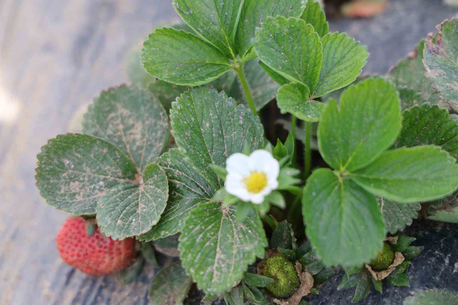 Narenciyeden umduğunu bulamayan üretici çileğe yöneldi
