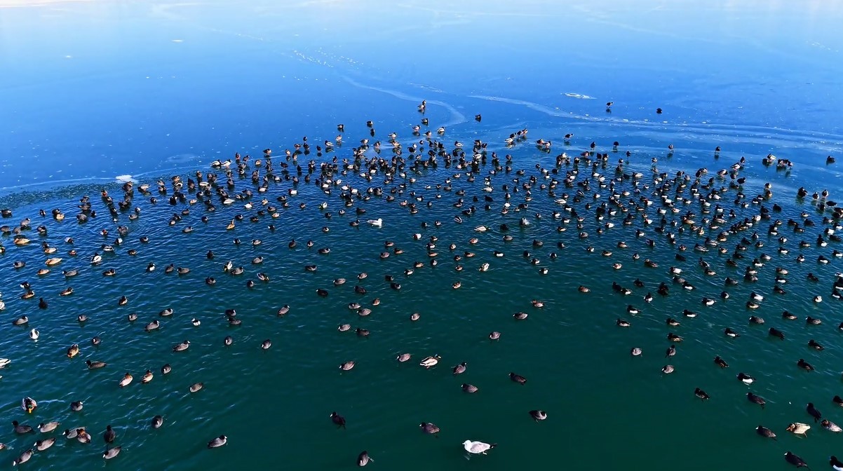 Nazik Gölü’nde ördekler görsel şölen oluşturdu
