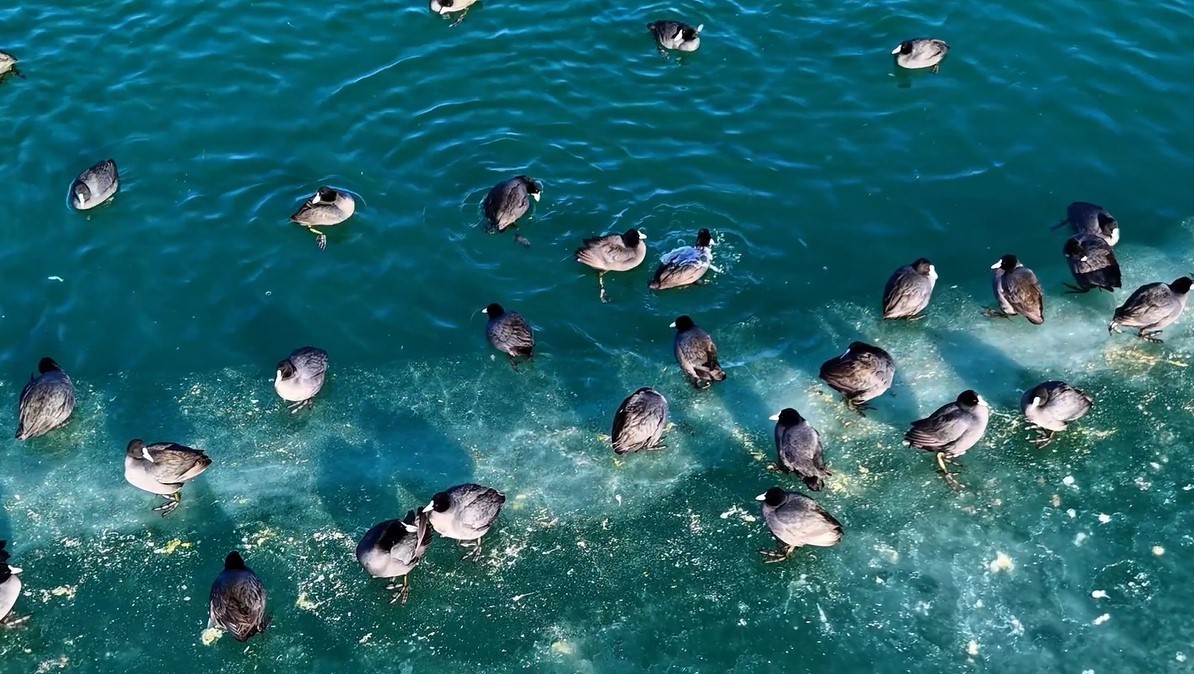 Nazik Gölü’nde ördekler görsel şölen oluşturdu
