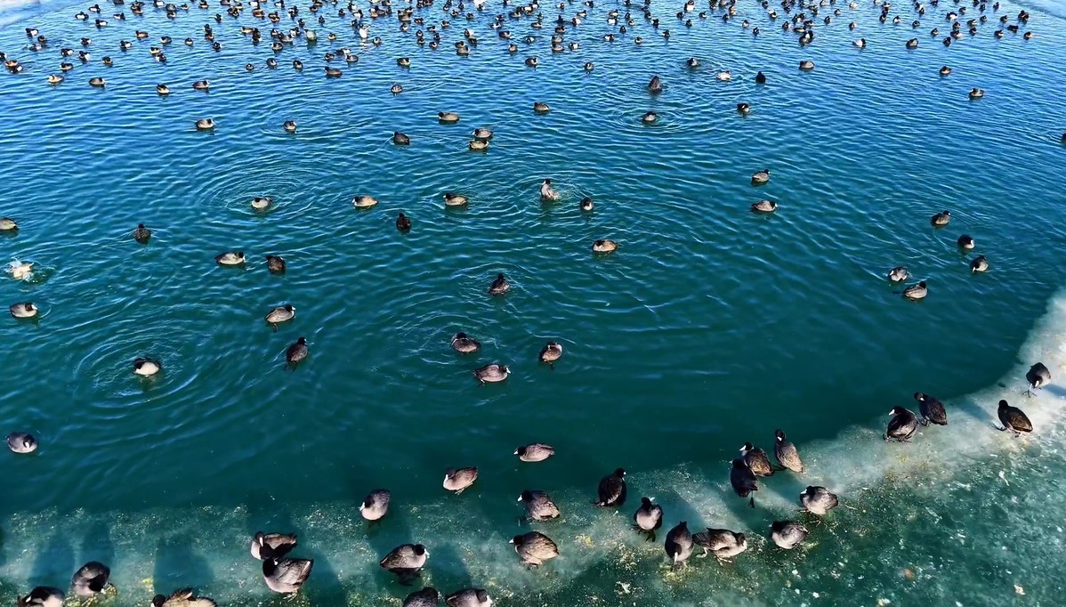 Nazik Gölü’nde ördekler görsel şölen oluşturdu
