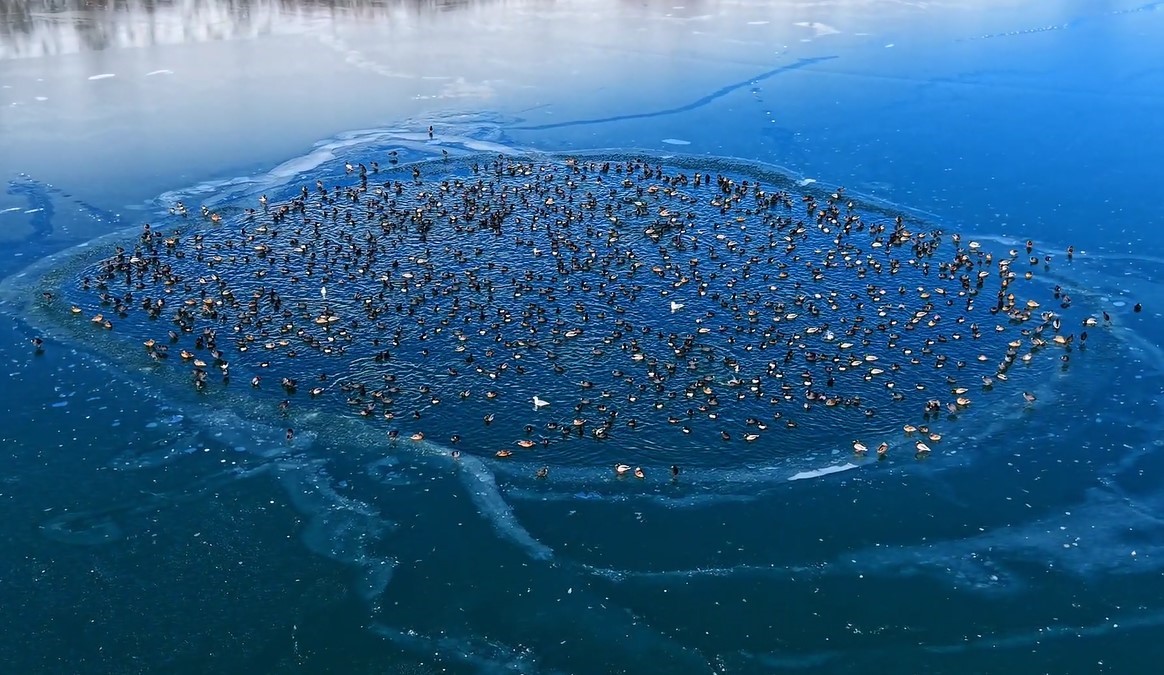 Nazik Gölü’nde ördekler görsel şölen oluşturdu
