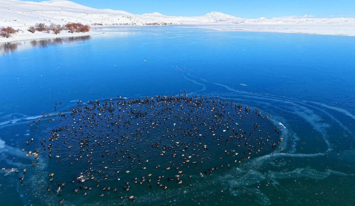 Nazik Gölü’nde ördekler görsel şölen oluşturdu
