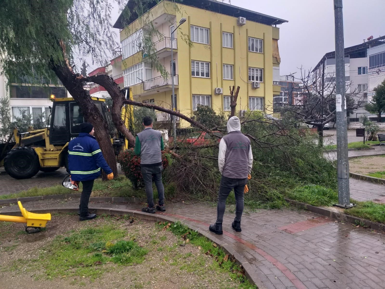 Nazilli Belediyesi’nden devrilen ağaçlara hızlı müdahale
