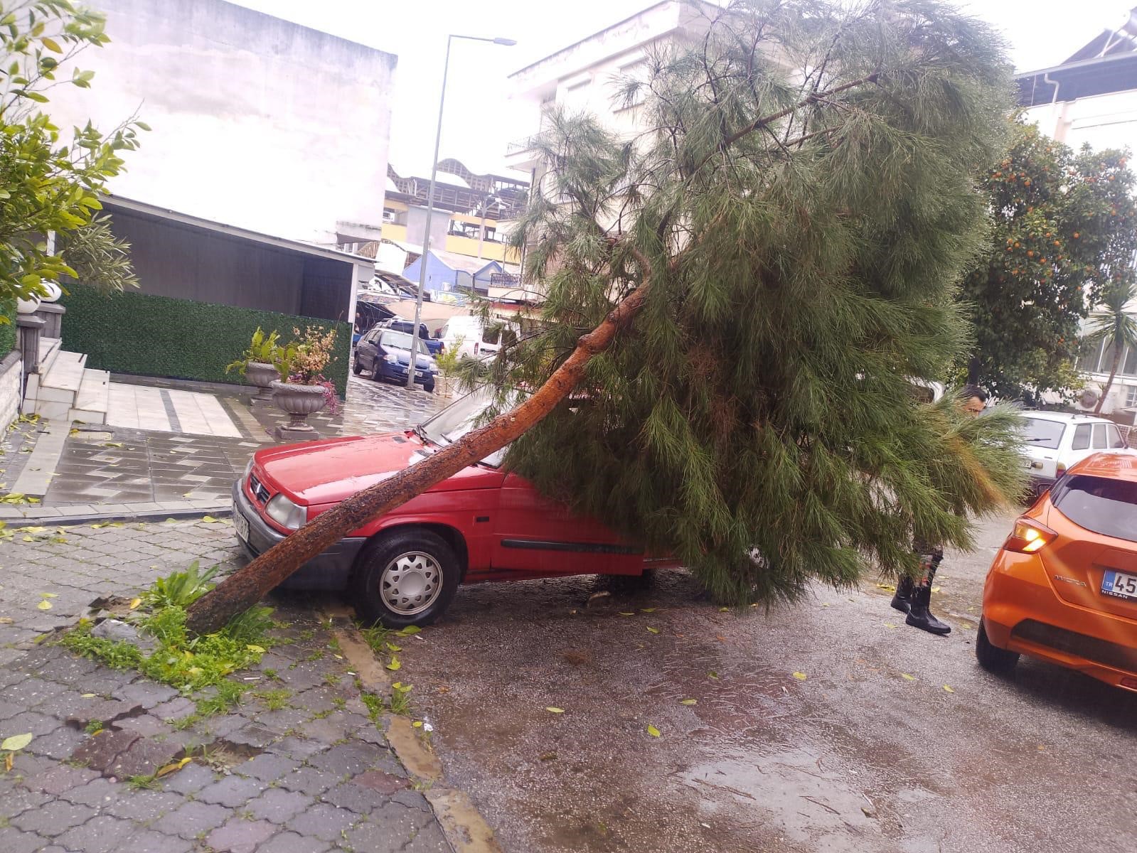 Nazilli Belediyesi’nden devrilen ağaçlara hızlı müdahale
