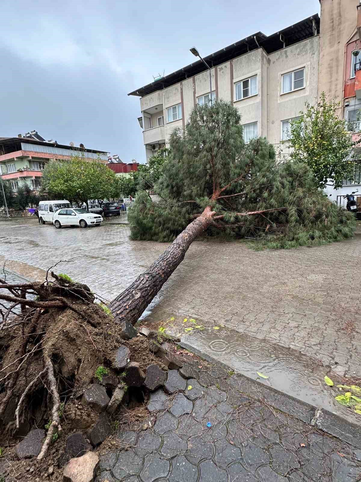 Nazilli Belediyesi’nden devrilen ağaçlara hızlı müdahale
