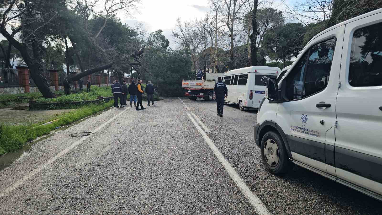 Nazilli’de fırtınayla devrilen dev çam ağacı karayolunu trafiğe kapadı
