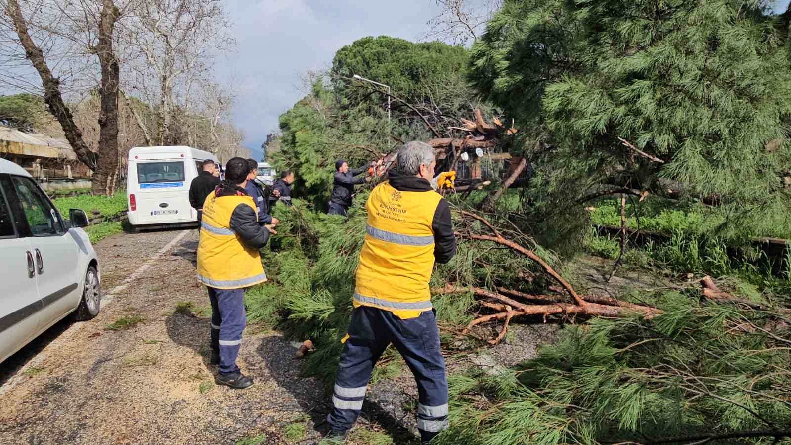 Nazilli’de fırtınayla devrilen dev çam ağacı karayolunu trafiğe kapadı
