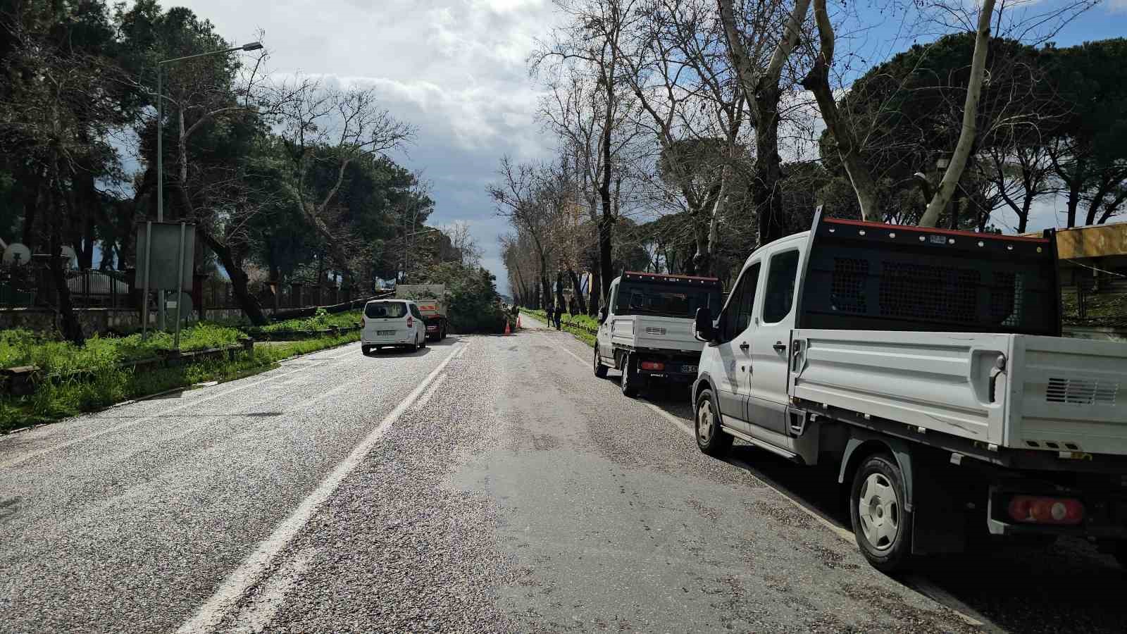 Nazilli’de fırtınayla devrilen dev çam ağacı karayolunu trafiğe kapadı
