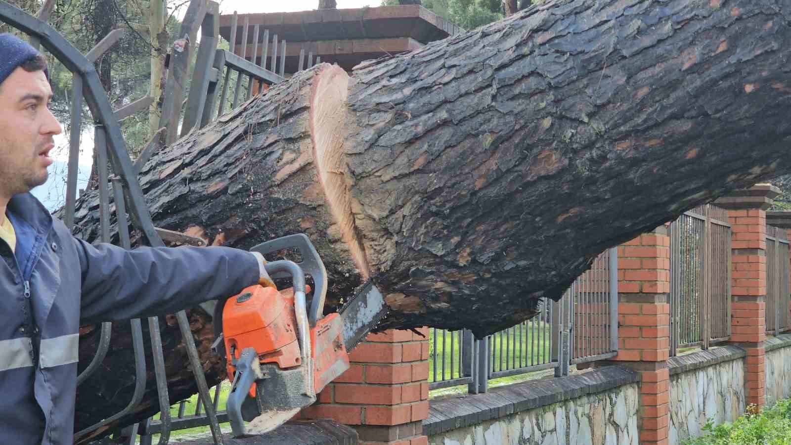 Nazilli’de fırtınayla devrilen dev çam ağacı karayolunu trafiğe kapadı
