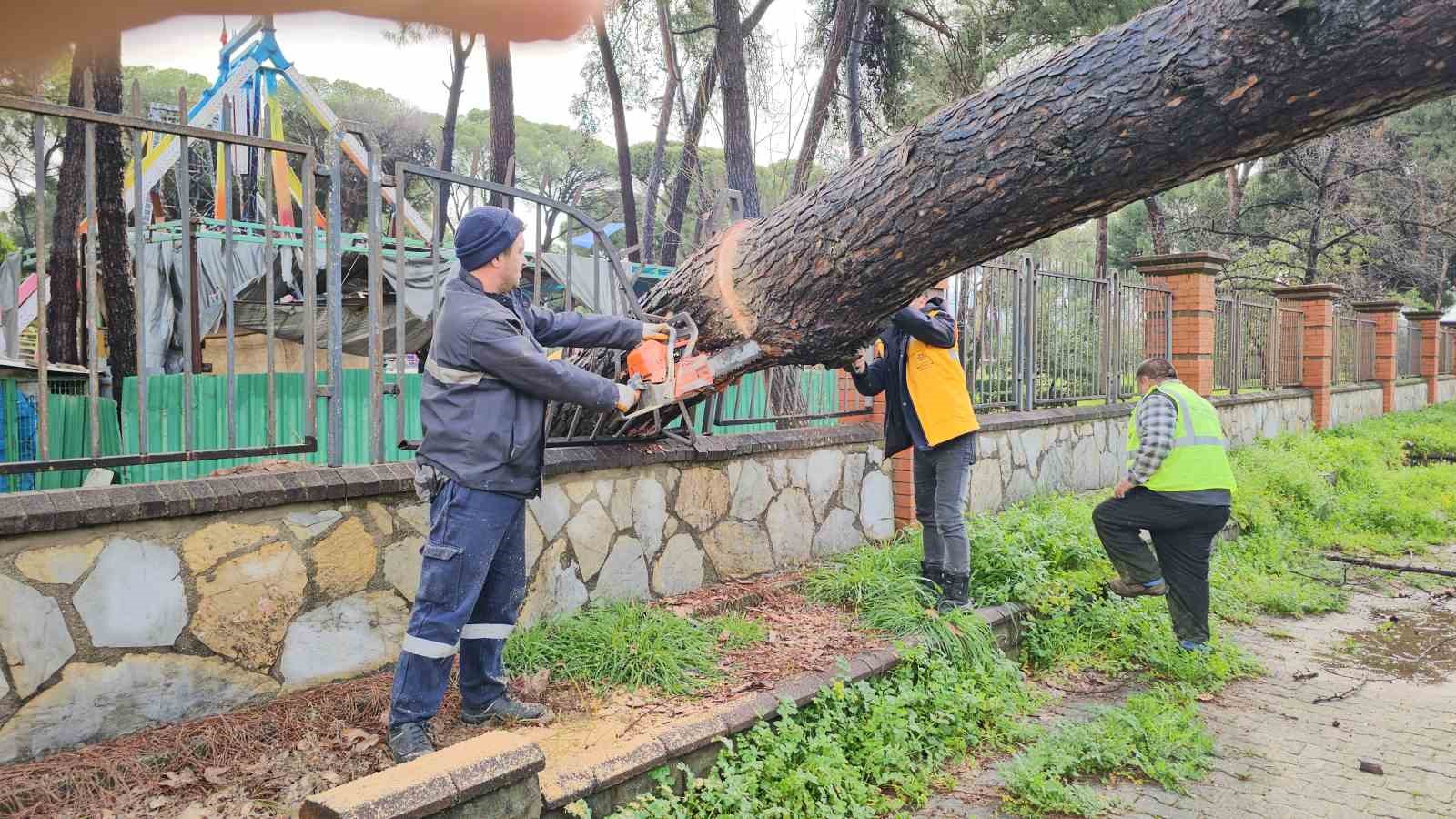 Nazilli’de fırtınayla devrilen dev çam ağacı karayolunu trafiğe kapadı
