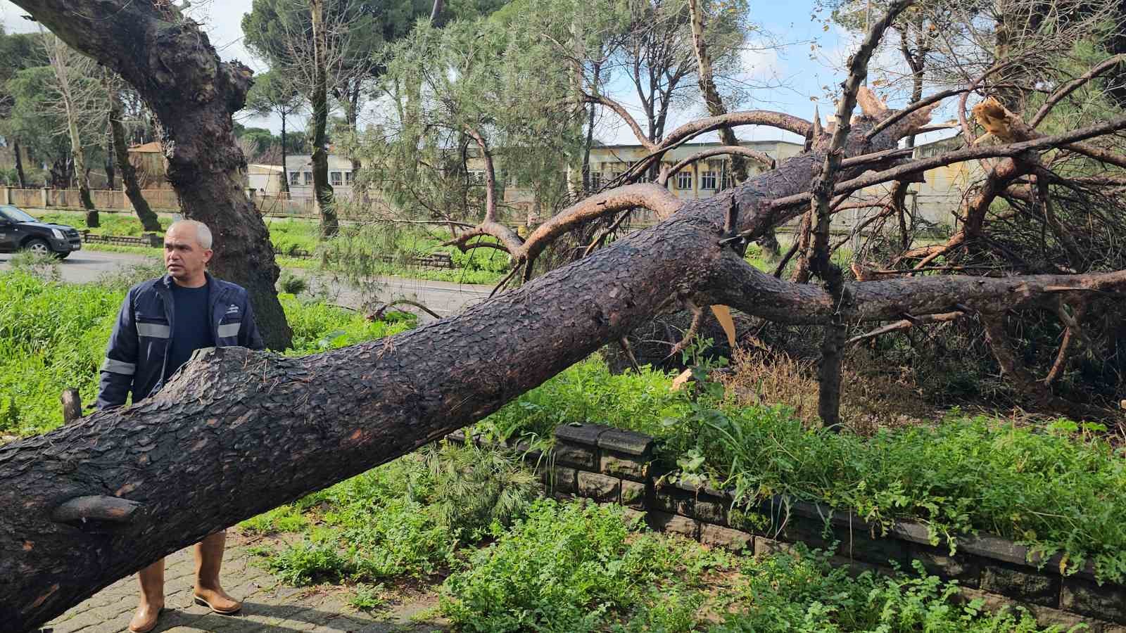 Nazilli’de fırtınayla devrilen dev çam ağacı karayolunu trafiğe kapadı
