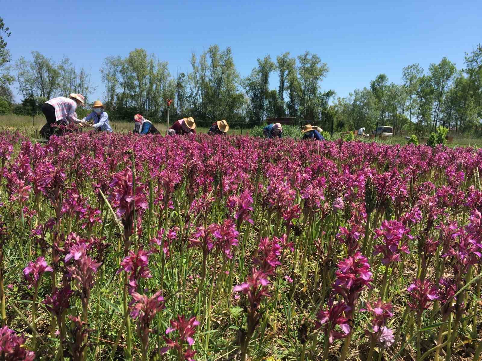 Nebiyan’ın lezzetleri tescil yolunda
