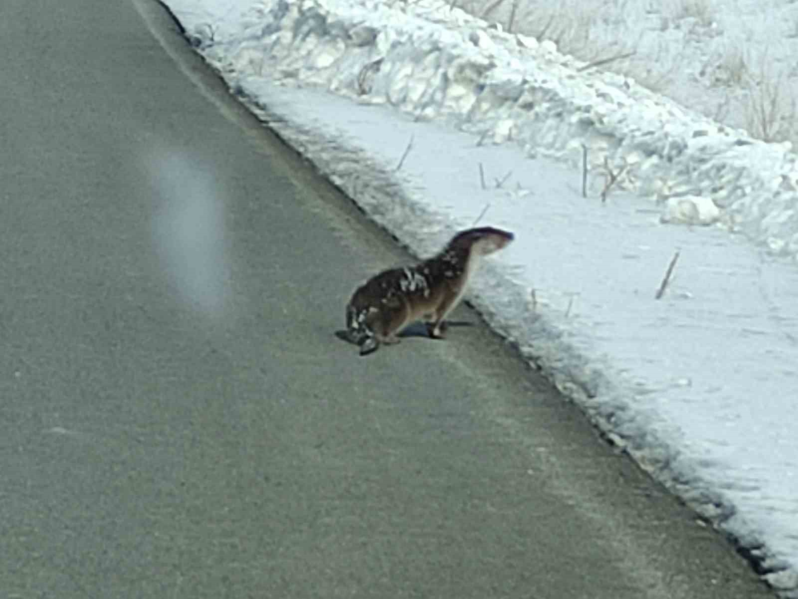 Nesli tehlikede olan su samuru yolunu kaybetti, kara yoluna indi
