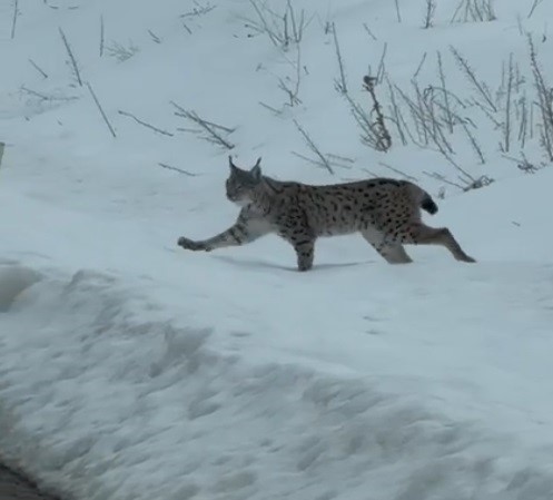 Nesli tükenme tehlikesi altında bulunan iri cüsseli vaşak Bayburt kırsalında görüldü
