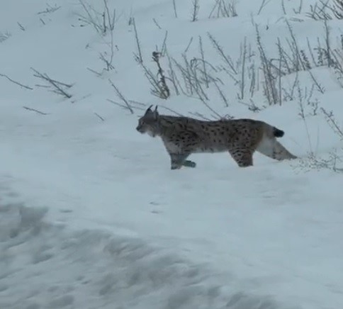 Nesli tükenme tehlikesi altında bulunan iri cüsseli vaşak Bayburt kırsalında görüldü
