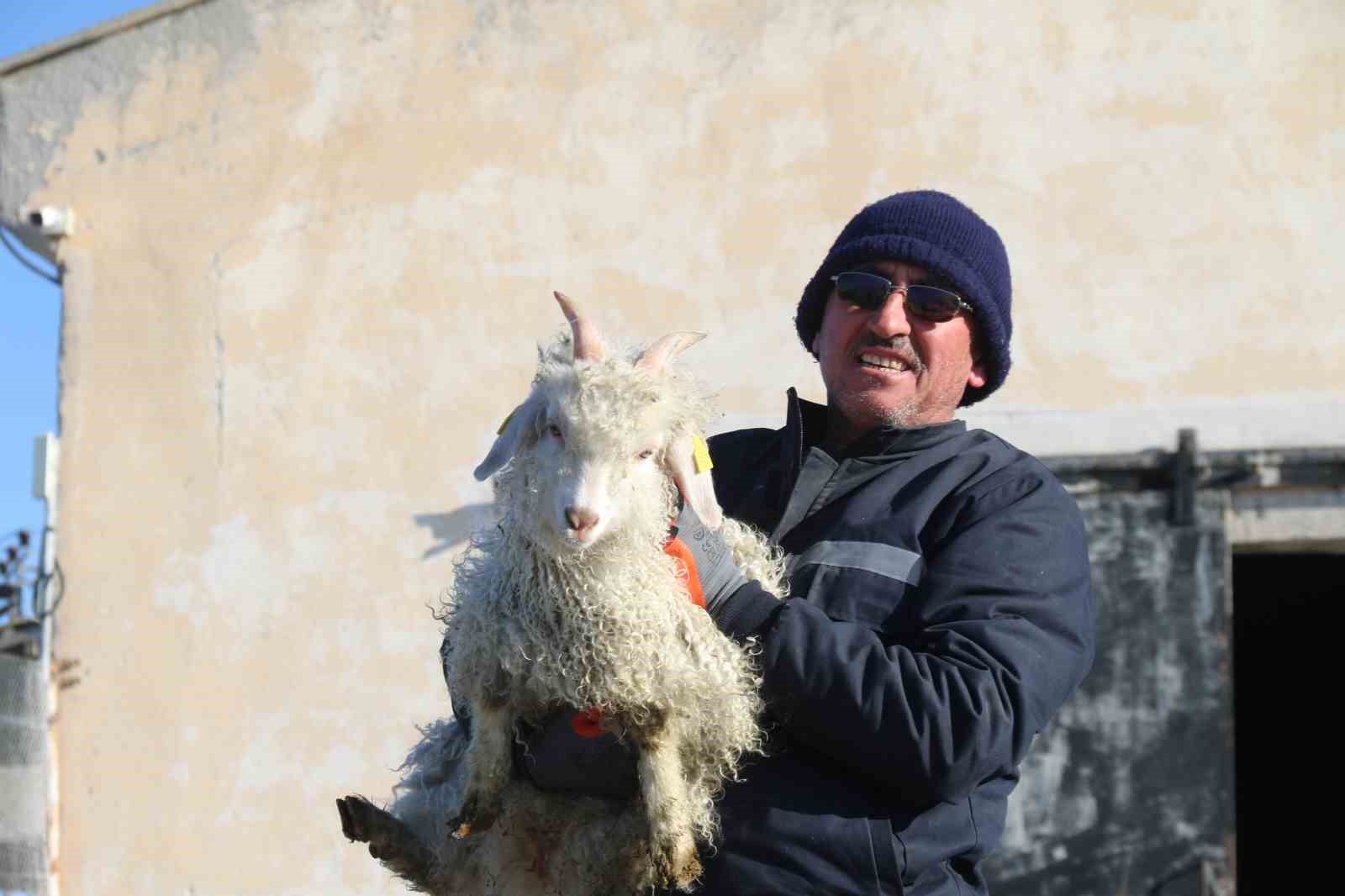 Nesli tükenme tehlikesi altında olan bin 200 Ankara keçisine gözleri gibi bakıyorlar
