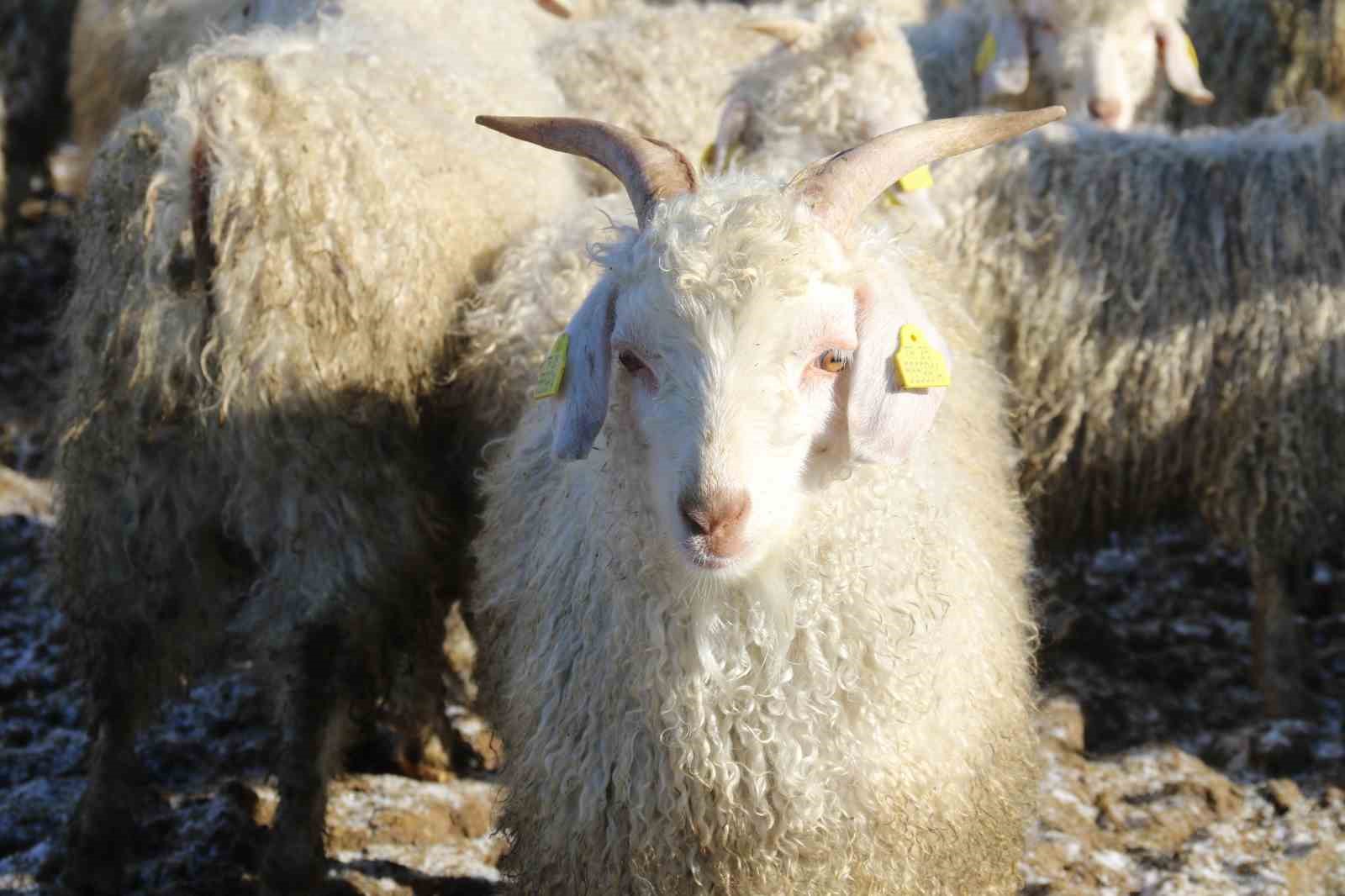 Nesli tükenme tehlikesi altında olan bin 200 Ankara keçisine gözleri gibi bakıyorlar
