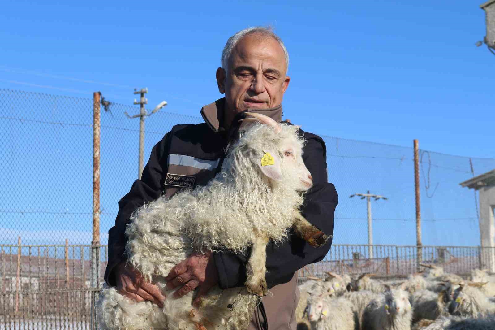 Nesli tükenme tehlikesi altında olan bin 200 Ankara keçisine gözleri gibi bakıyorlar
