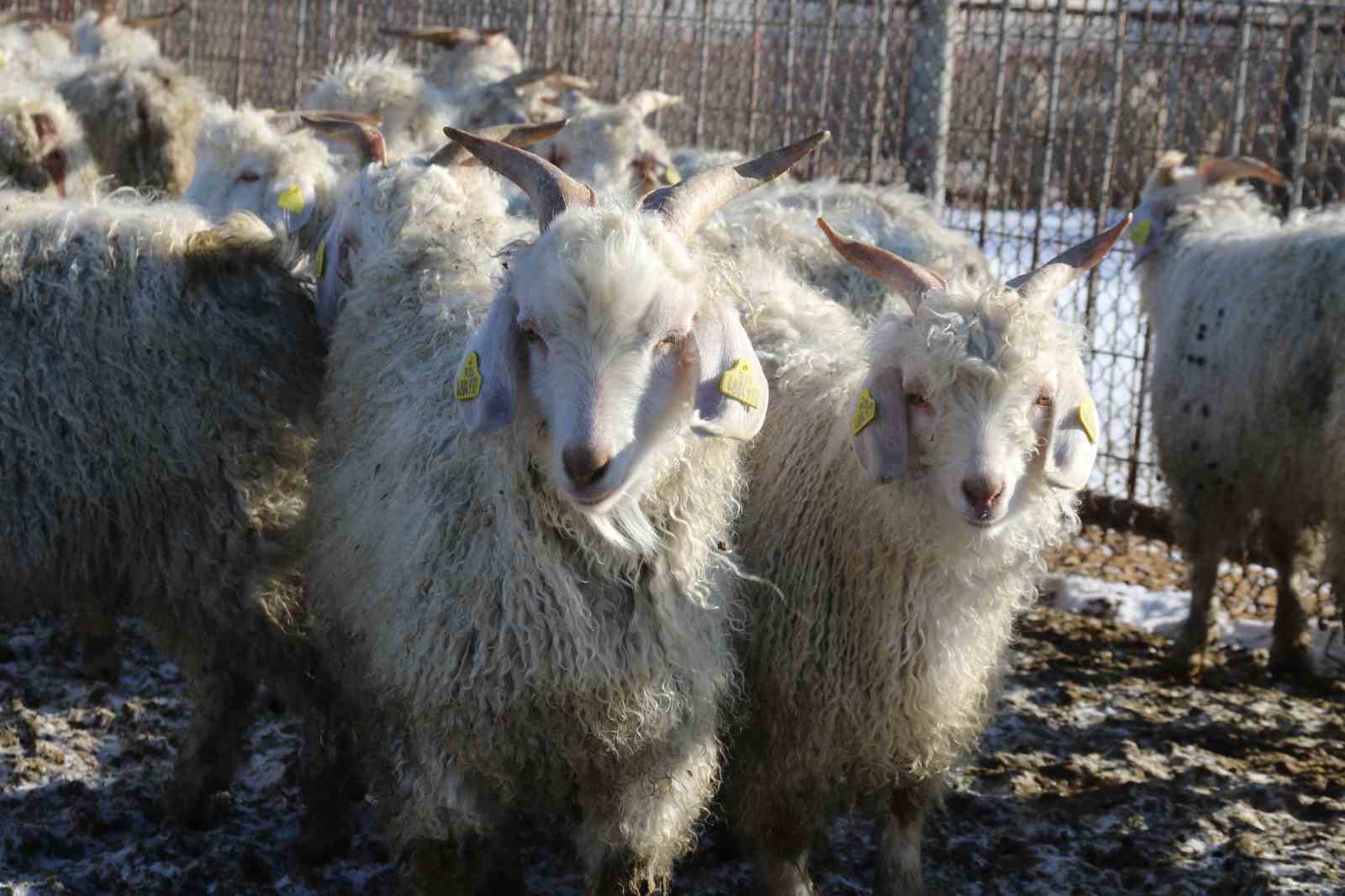 Nesli tükenme tehlikesi altında olan bin 200 Ankara keçisine gözleri gibi bakıyorlar
