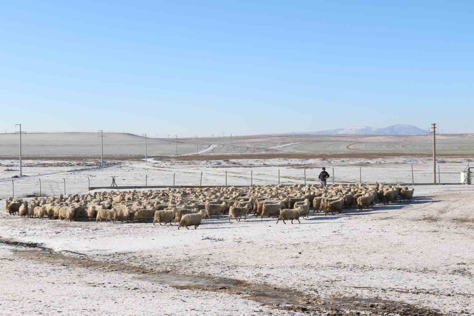 Nesli tükenme tehlikesi altında olan bin 200 Ankara keçisine gözleri gibi bakıyorlar
