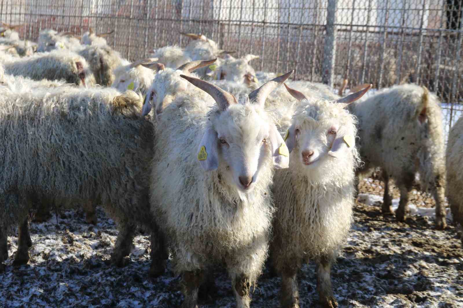 Nesli tükenme tehlikesi altında olan bin 200 Ankara keçisine gözleri gibi bakıyorlar

