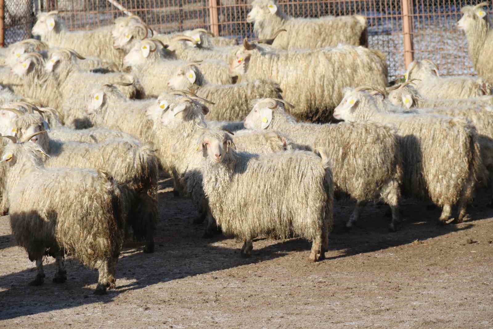 Nesli tükenme tehlikesi altında olan bin 200 Ankara keçisine gözleri gibi bakıyorlar

