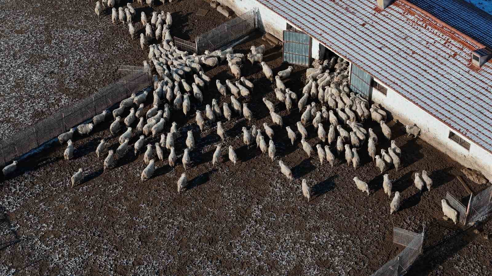 Nesli tükenme tehlikesi altında olan bin 200 Ankara keçisine gözleri gibi bakıyorlar
