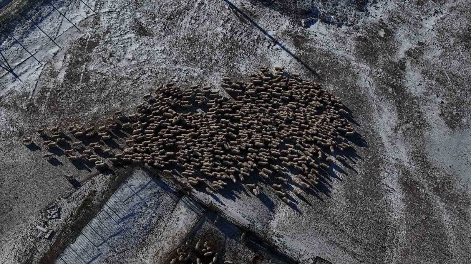 Nesli tükenme tehlikesi altında olan bin 200 Ankara keçisine gözleri gibi bakıyorlar
