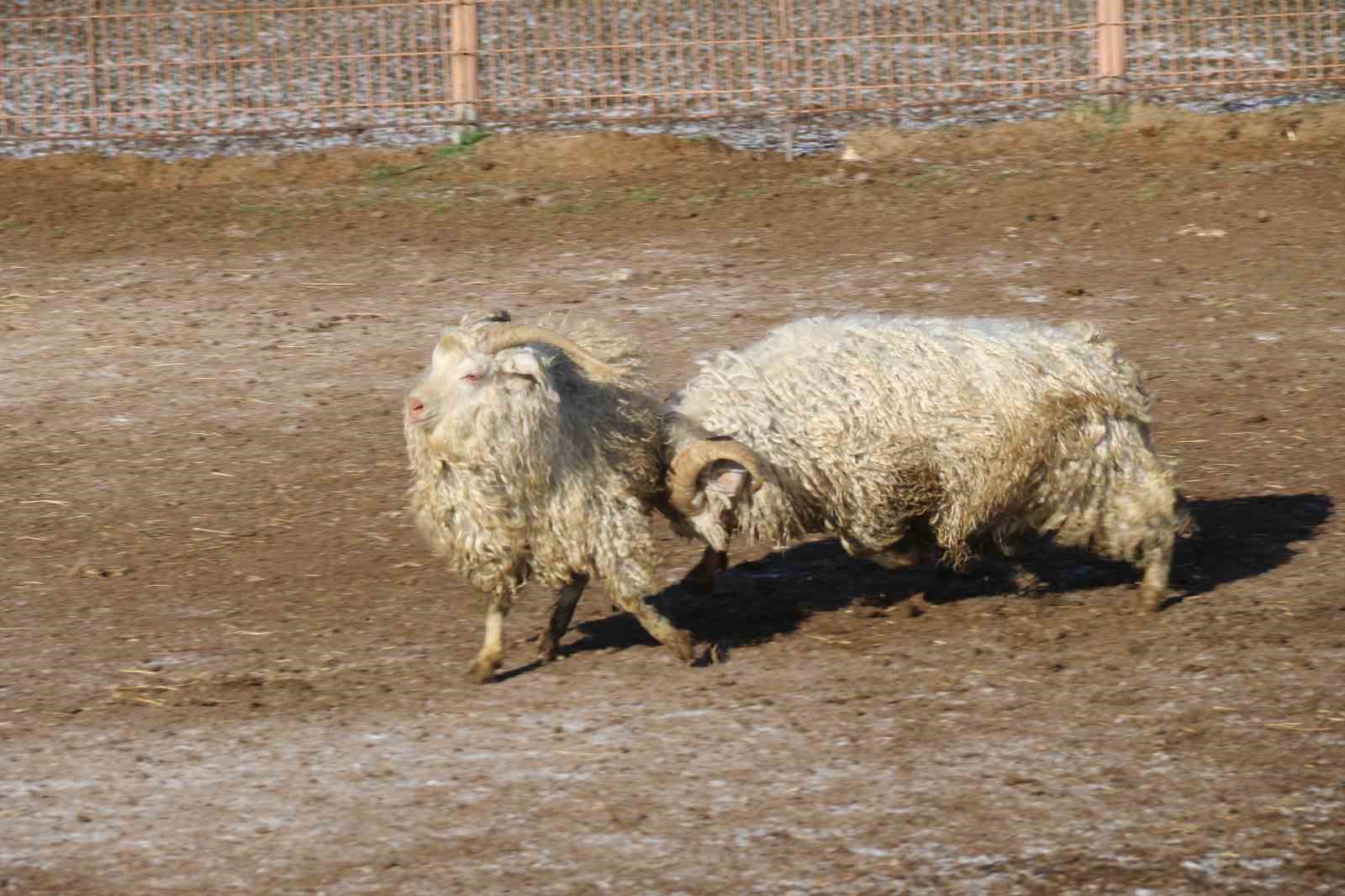 Nesli tükenme tehlikesi altında olan bin 200 Ankara keçisine gözleri gibi bakıyorlar
