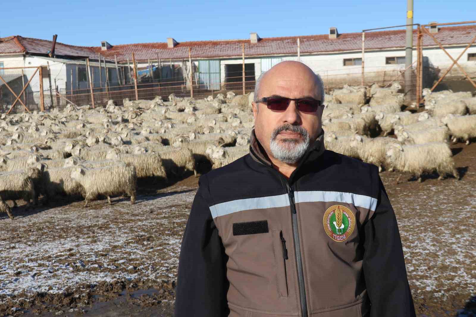 Nesli tükenme tehlikesi altında olan bin 200 Ankara keçisine gözleri gibi bakıyorlar
