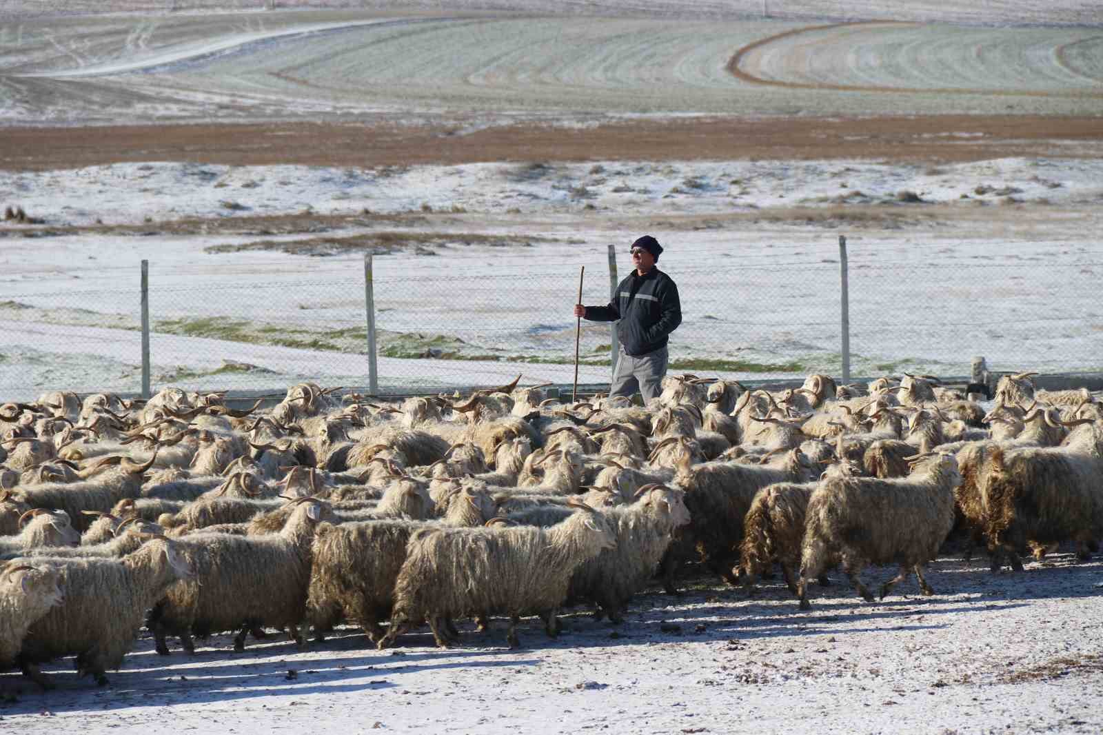 Nesli tükenme tehlikesi altında olan bin 200 Ankara keçisine gözleri gibi bakıyorlar
