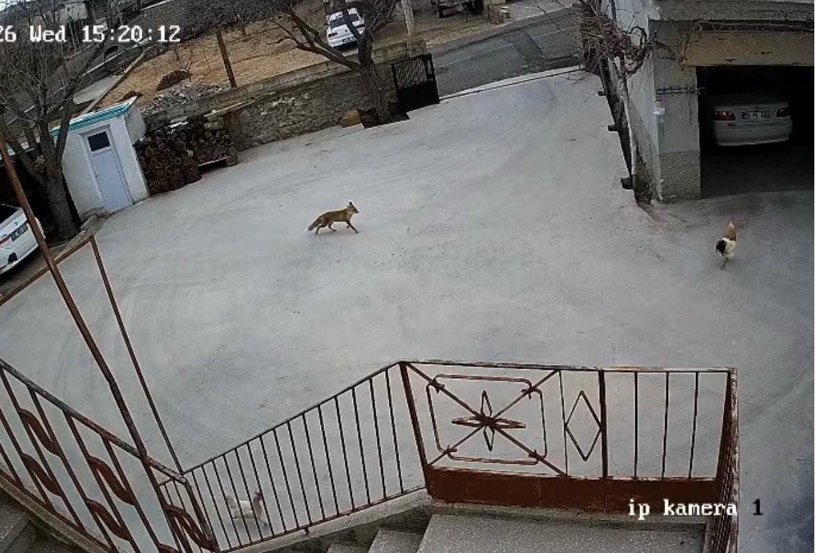 Nevşehir’de aç kalan tilki tavuklara saldırdı
